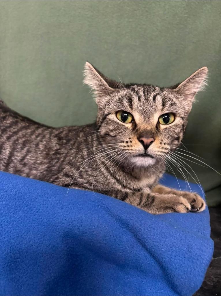 Enlarge Diamond, a Adoptable mixed breed in Wabash, IN image 1/1