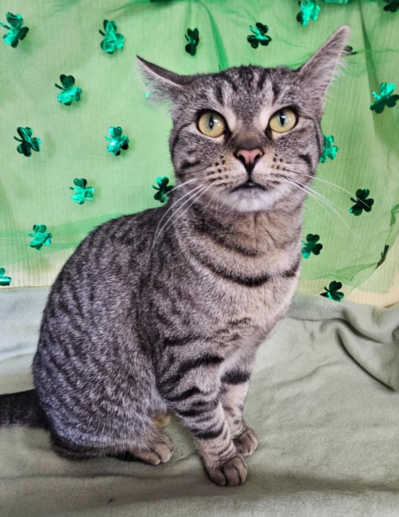 Enlarge Diamond, a Adoptable mixed breed in Wabash, IN image 2/2