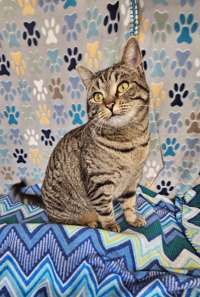 Enlarge Diamond, a Adoptable mixed breed in Wabash, IN image 3/3