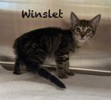 Winslet, Baby Female unknown