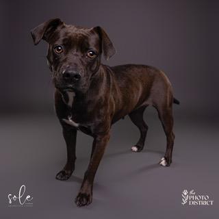 Enlarge Missy Elliott, a Adoptable mixed breed in Manhasset, NY image 1/5