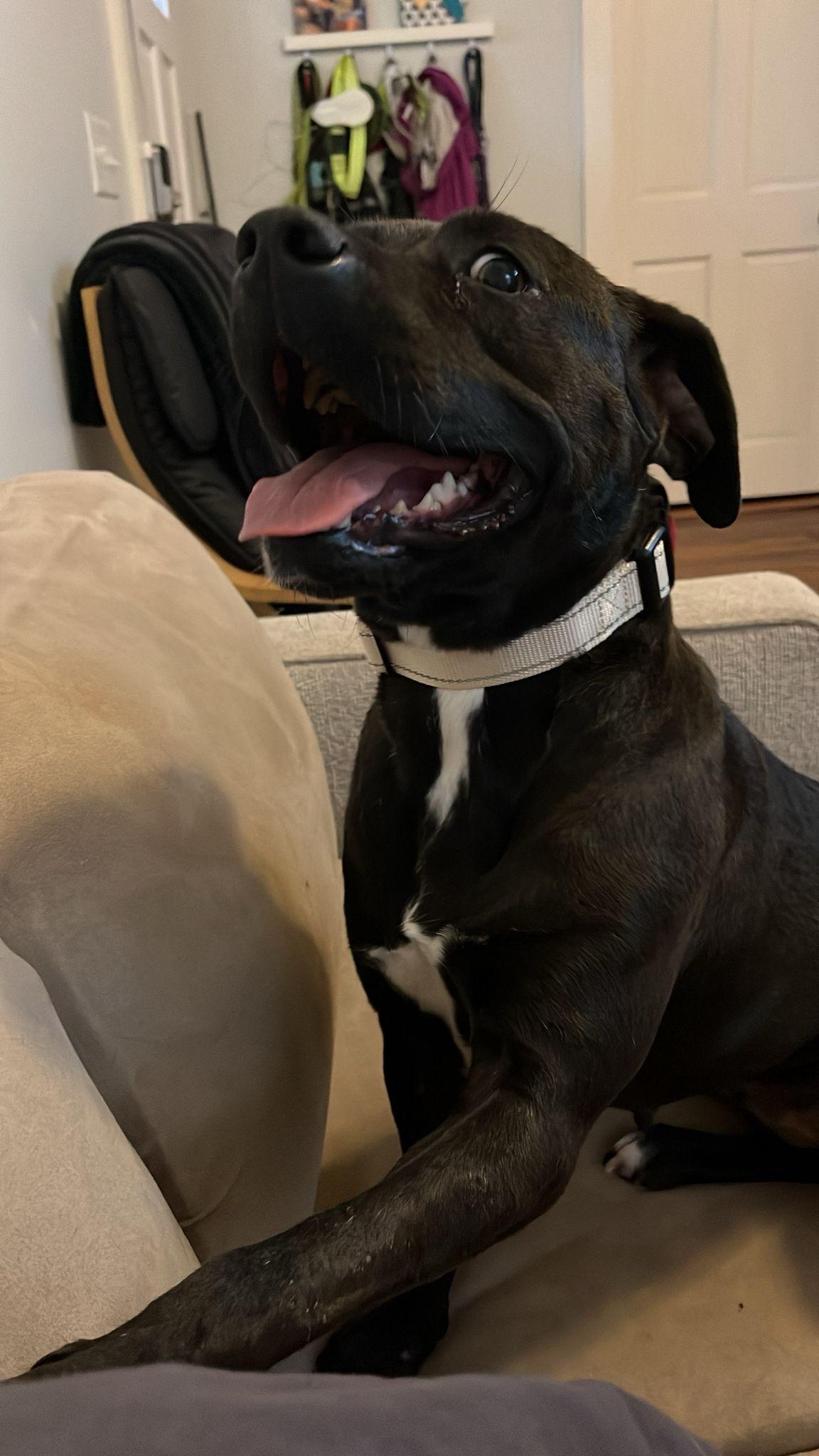 Enlarge Missy Elliott, a Adoptable mixed breed in Manhasset, NY image 5/5