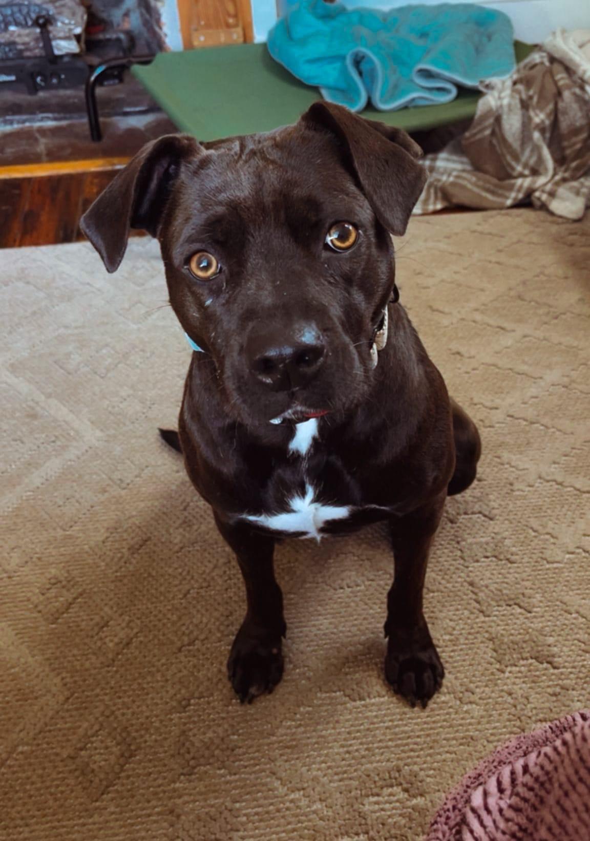 Enlarge Missy Elliott, a Adoptable mixed breed in Manhasset, NY image 3/5