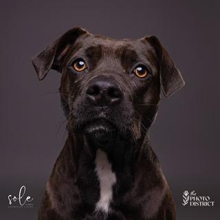 Enlarge Missy Elliott, a Adoptable mixed breed in Manhasset, NY image 4/5