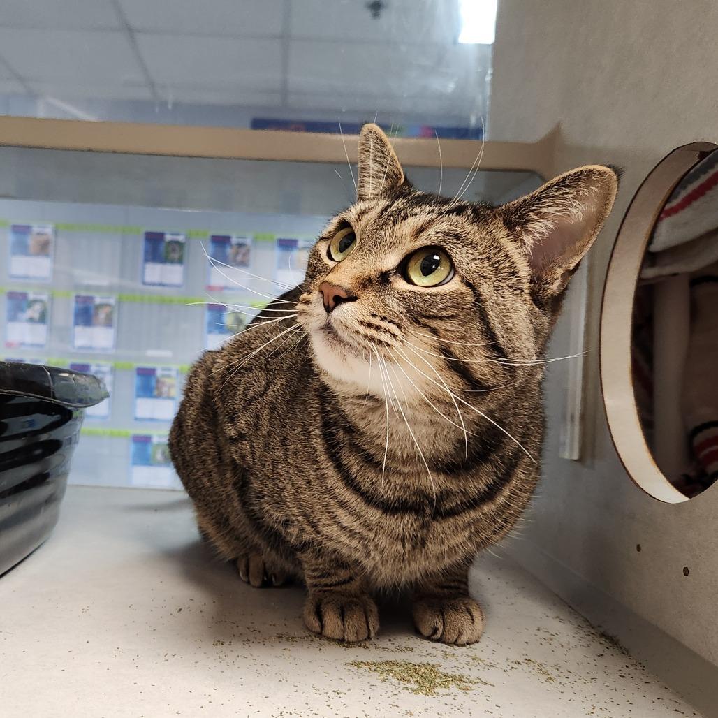 Enlarge Mickey, a Adoptable Domestic Short Hair in Grand Rapids, MI image 1/6