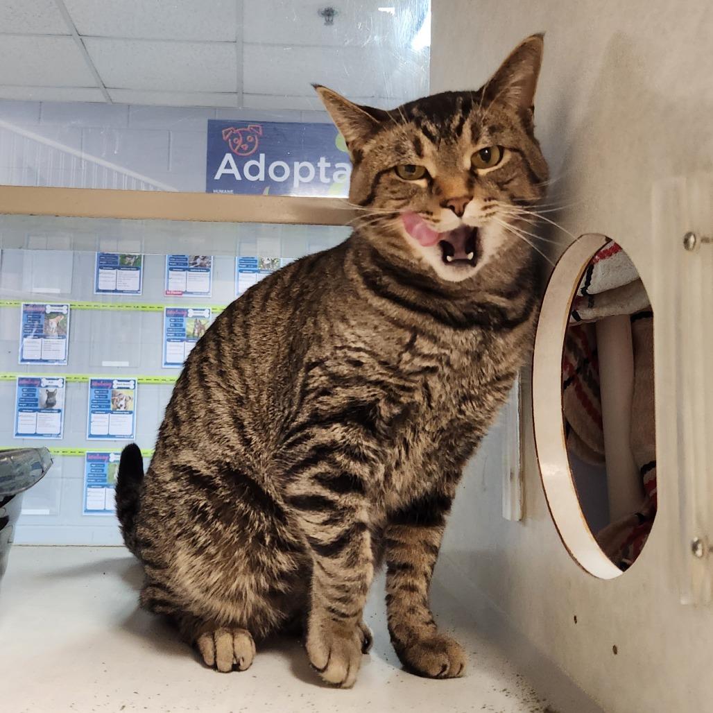 Enlarge Mickey, a Adoptable Domestic Short Hair in Grand Rapids, MI image 2/6