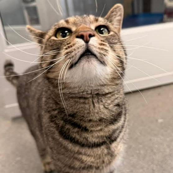 Enlarge Mickey, a Adoptable Domestic Short Hair in Grand Rapids, MI image 3/6