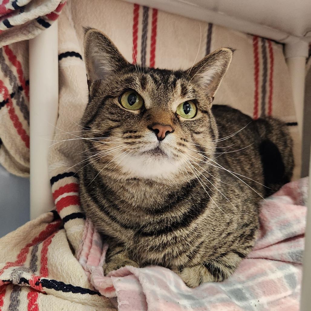 Enlarge Mickey, a Adoptable Domestic Short Hair in Grand Rapids, MI image 4/6