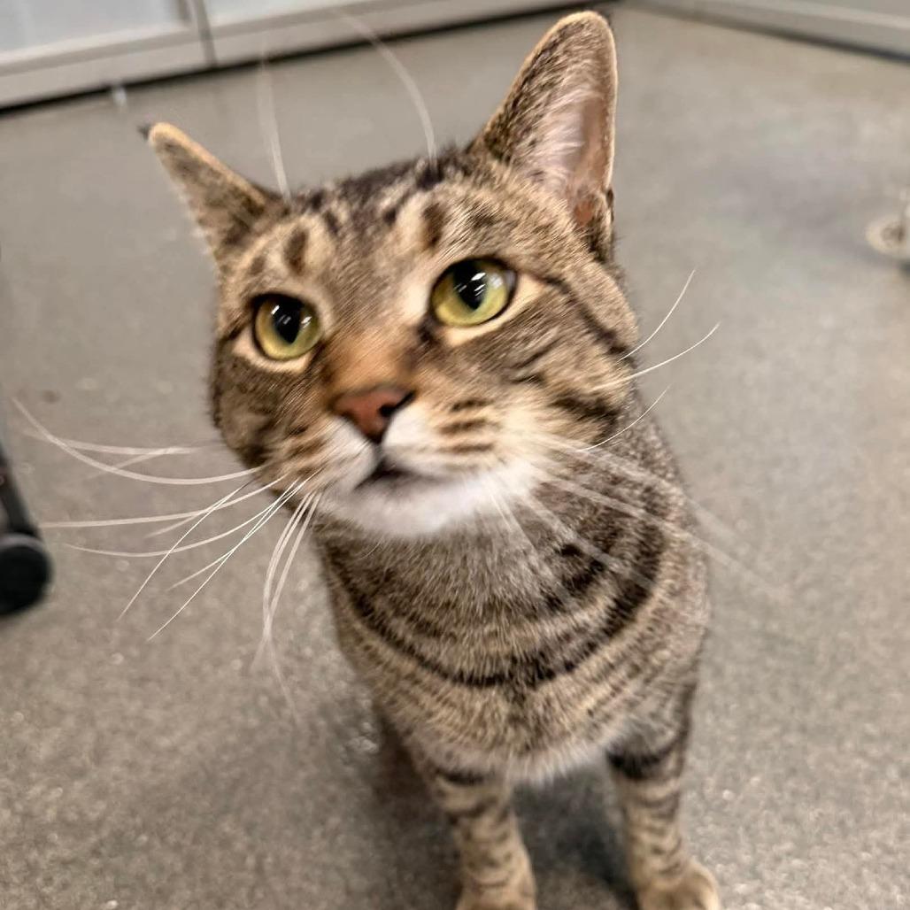 Enlarge Mickey, a Adoptable Domestic Short Hair in Grand Rapids, MI image 5/6