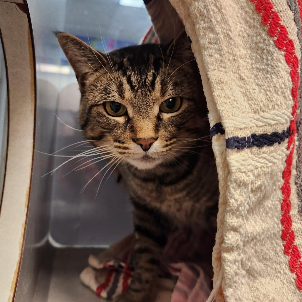 Enlarge Mickey, a Adoptable Domestic Short Hair in Grand Rapids, MI image 6/6