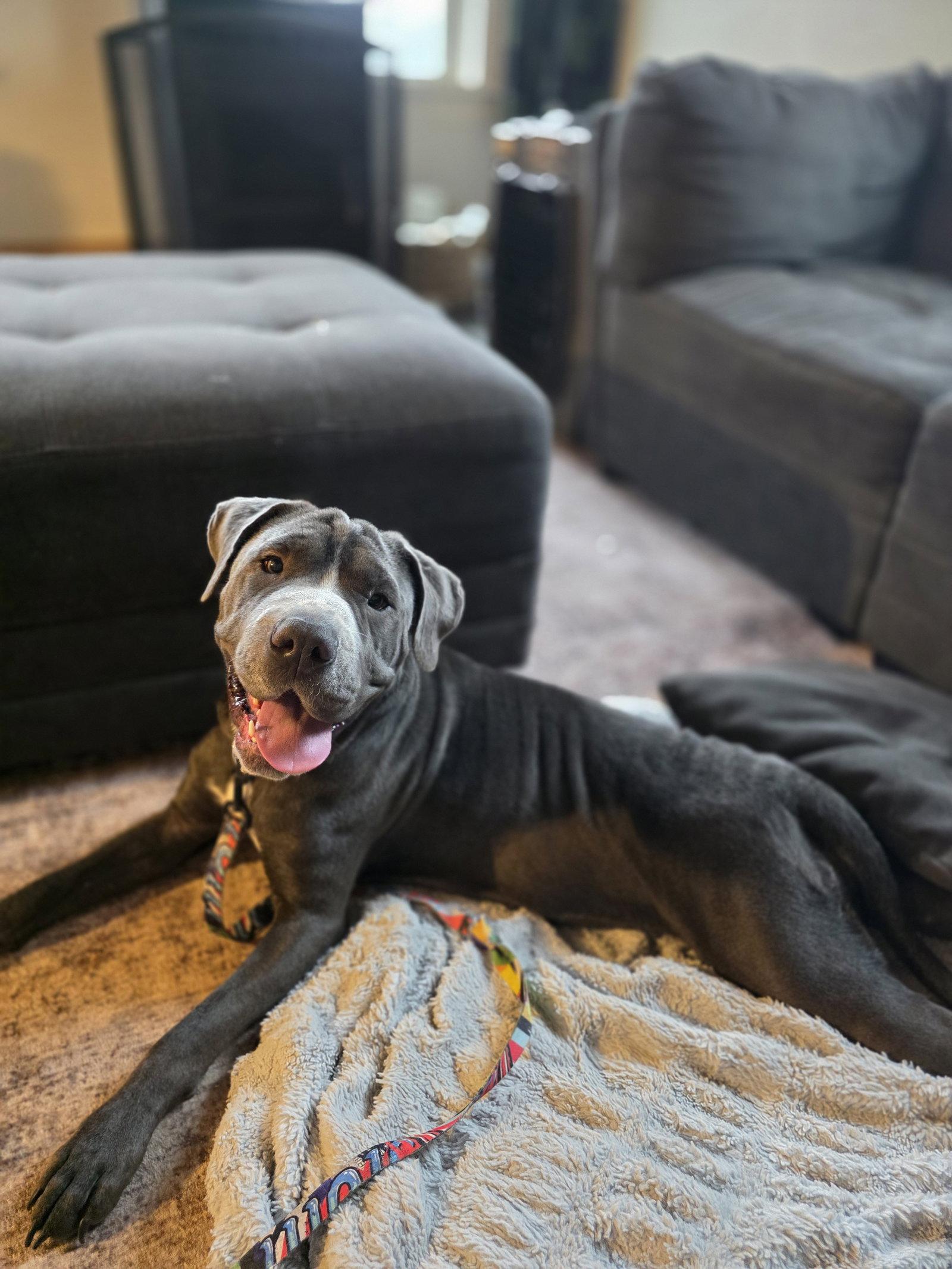 Mae, Adoptable, Young Female Mastiff & Shar-Pei.