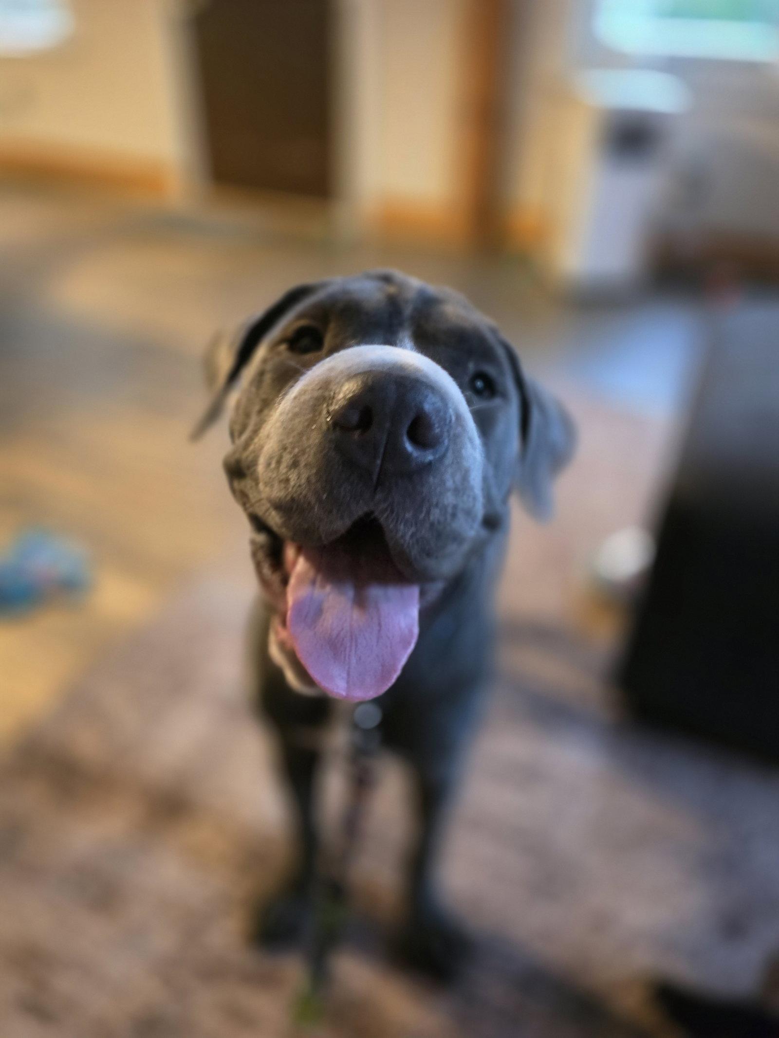Mae, a Adoptable mixed breed in New London, WI image 3/3