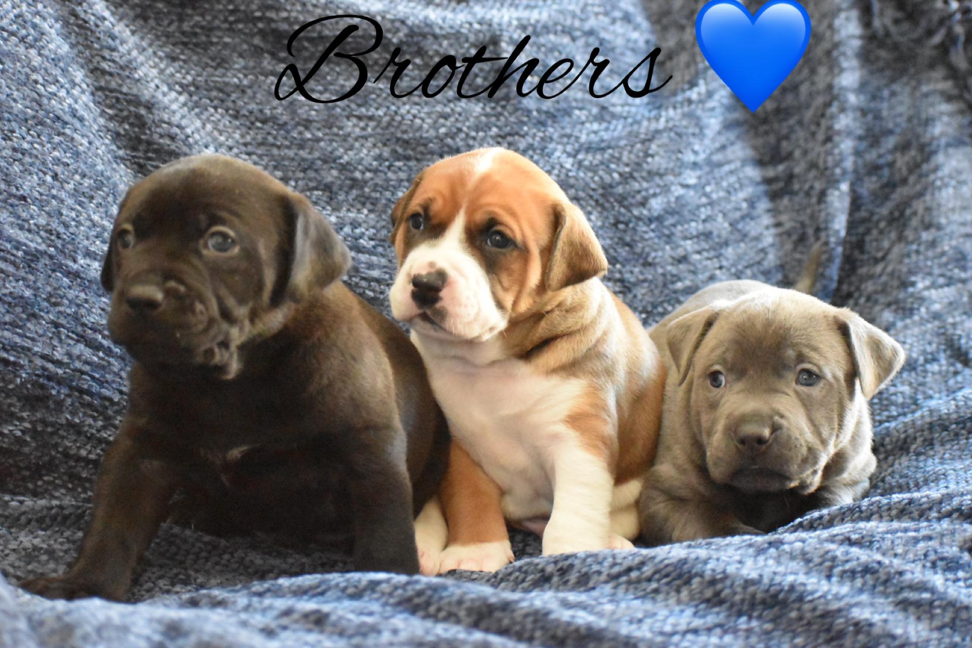 Enlarge Cara, a Adoptable mixed breed in Phoenix, AZ image 3/4