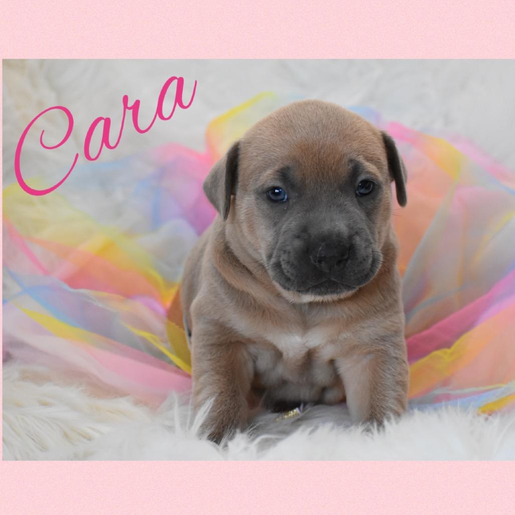 Enlarge Cara, a Adoptable mixed breed in Phoenix, AZ image 1/4