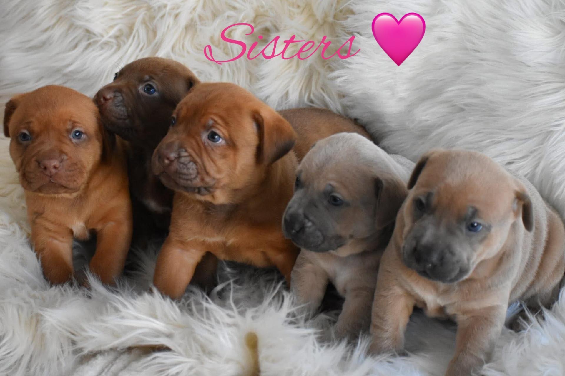 Enlarge Cara, a Adoptable mixed breed in Phoenix, AZ image 2/4