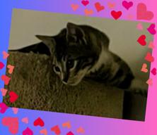 Devon, a Adoptable Domestic Short Hair in Orlando, FL image 2/6