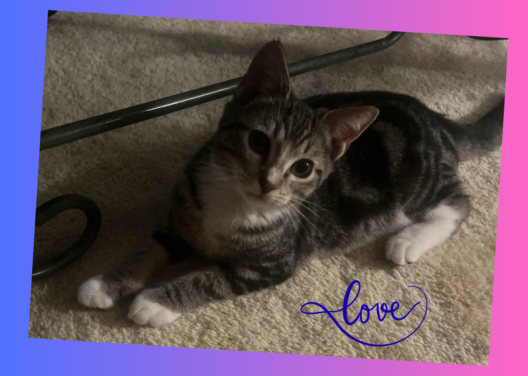 Devon, Adoptable, Kitten Male Domestic Short Hair.