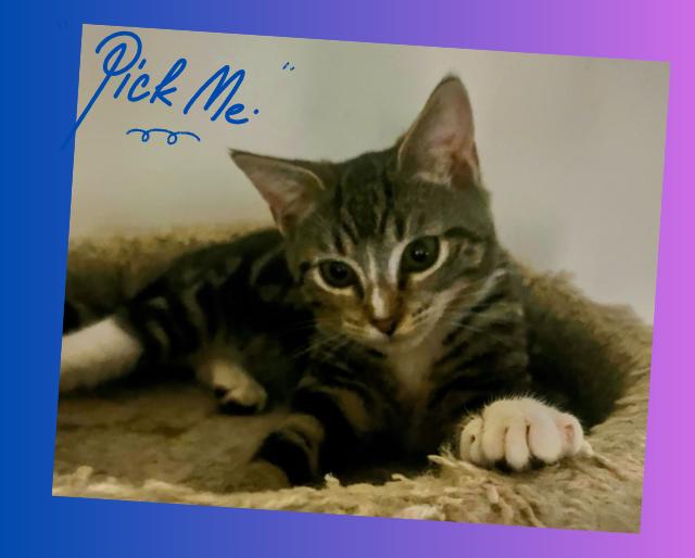 Devon, a Adoptable Domestic Short Hair in Orlando, FL image 4/6