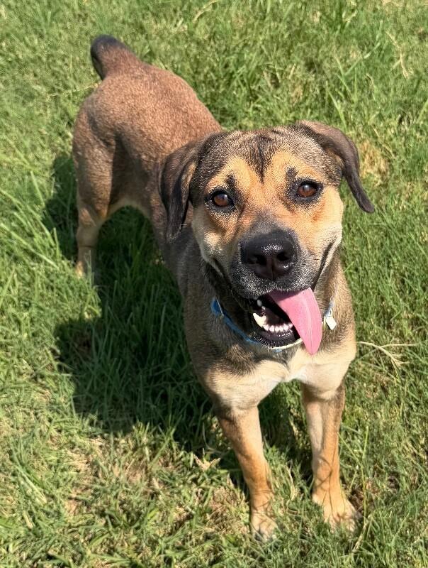 Tangerine, Adoptable, Adult Female Boxer & Mixed Breed.