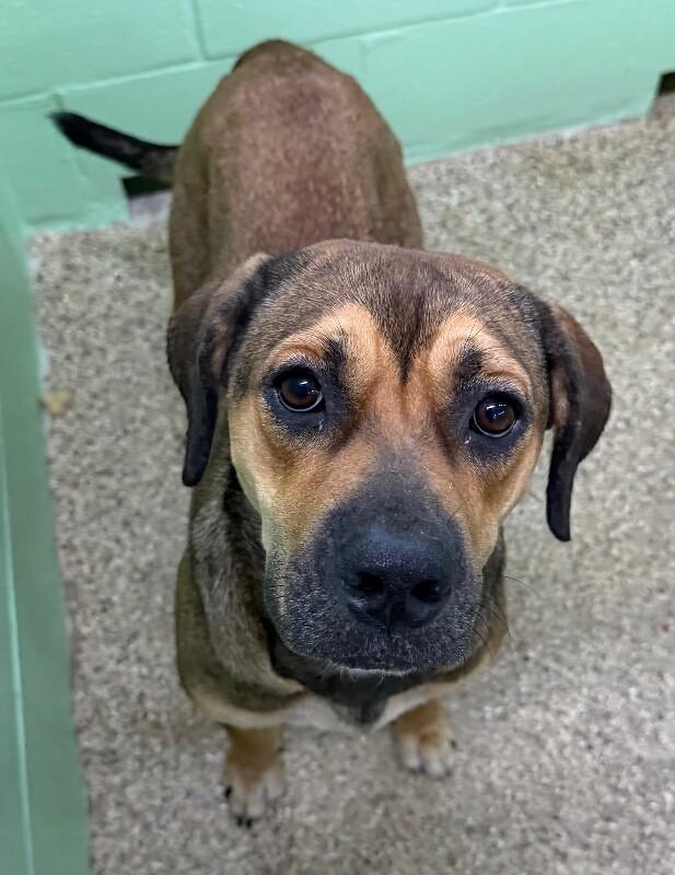 Enlarge Tangerine, a Adoptable mixed breed in Katy, TX image 2/6