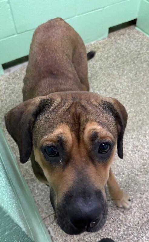 Enlarge Tangerine, a Adoptable mixed breed in Katy, TX image 3/6