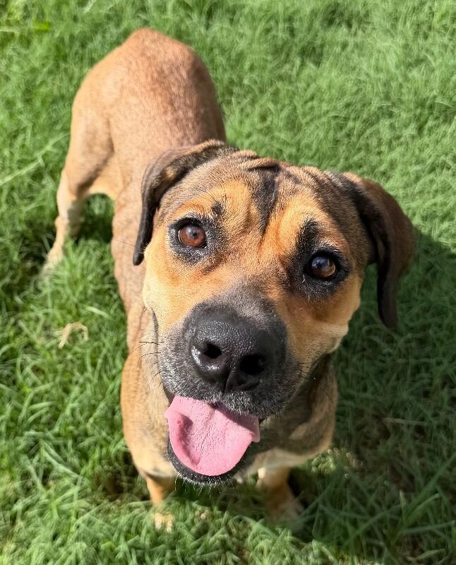 Enlarge Tangerine, a Adoptable mixed breed in Katy, TX image 4/6