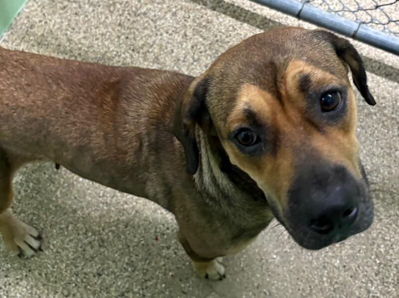 Enlarge Tangerine, a Adoptable mixed breed in Katy, TX image 5/6