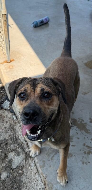 Enlarge Tangerine, a Adoptable mixed breed in Katy, TX image 6/6