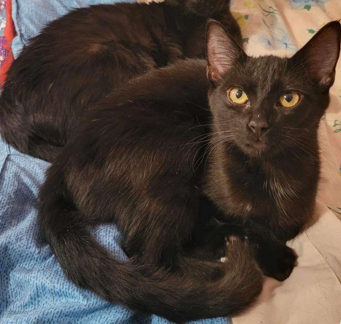 Eden, Adoptable, Young Female Domestic Short Hair.