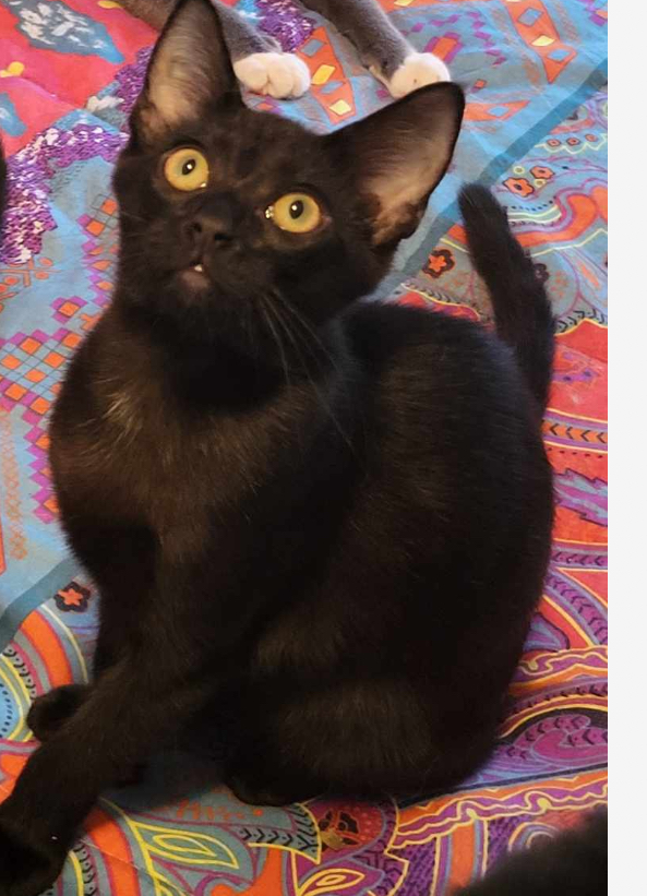 Eden, a Adoptable Domestic Short Hair in Greensburg, PA image 2/2