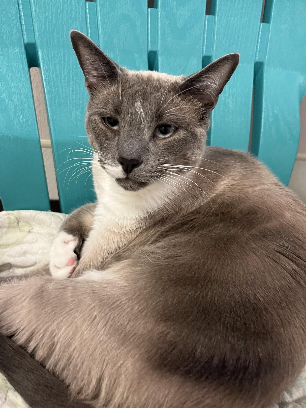 Enlarge Chuckles, a Adoptable mixed breed in Salisbury, NC image 1/6