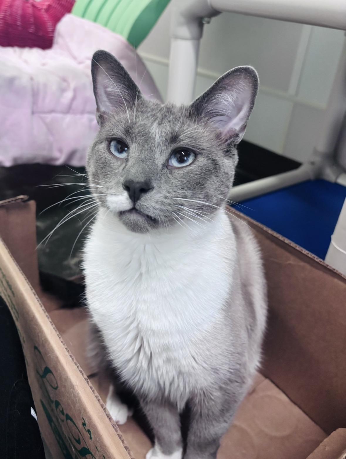 Chuckles, Adoptable, Adult Male Siamese & Domestic Short Hair.