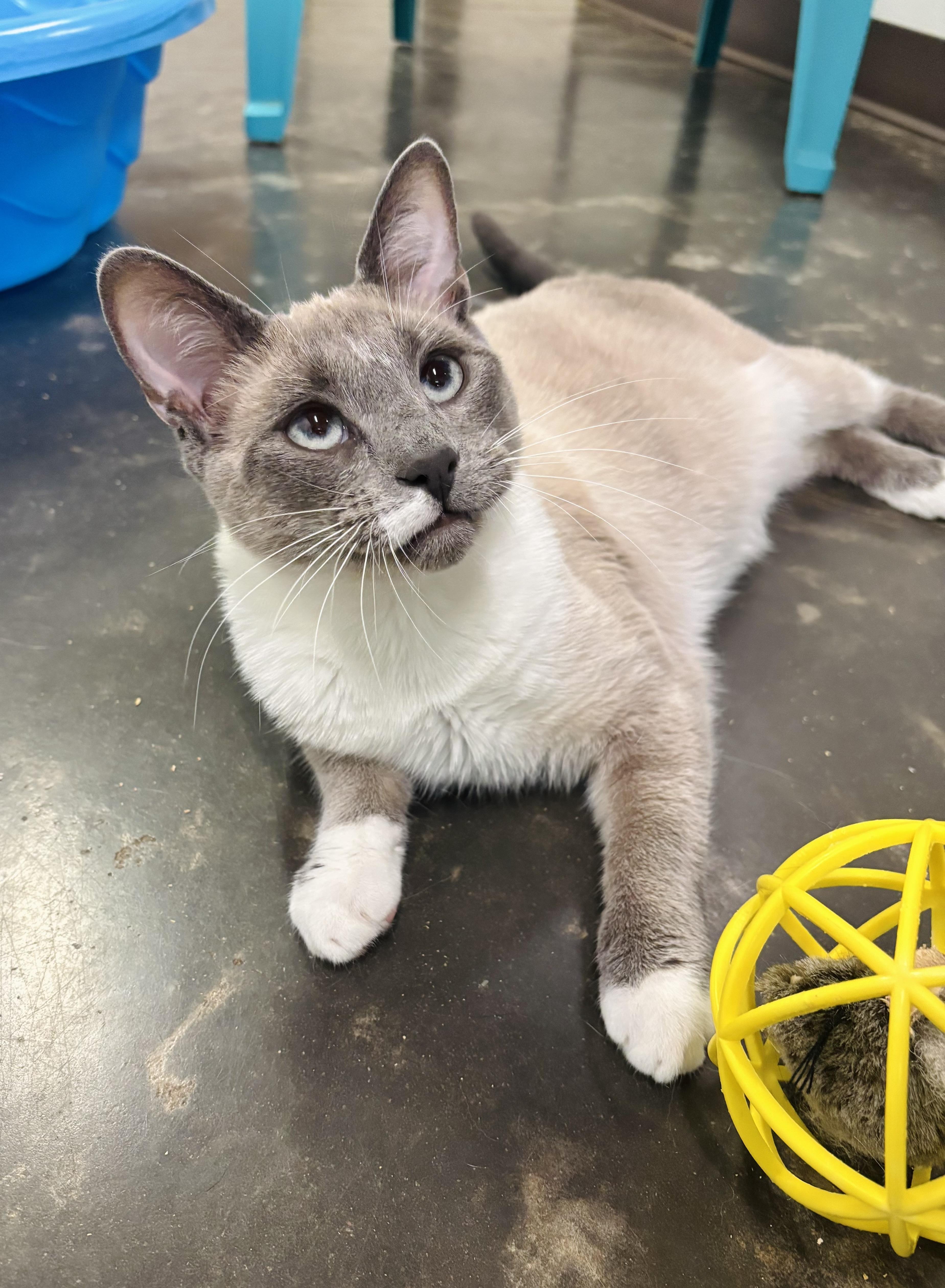 Enlarge Chuckles, a Adoptable mixed breed in Salisbury, NC image 2/6