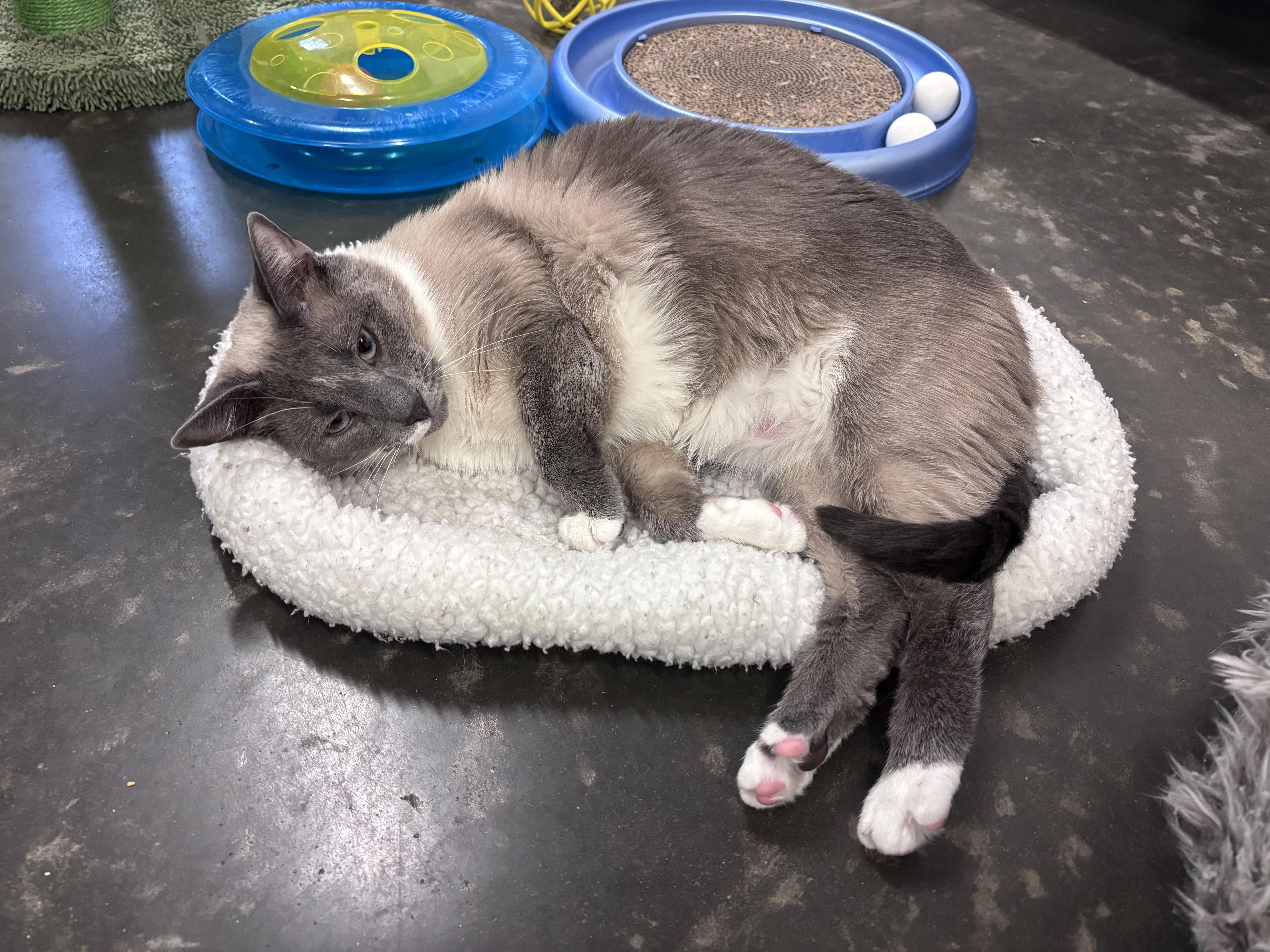 Enlarge Chuckles, a Adoptable mixed breed in Salisbury, NC image 5/6