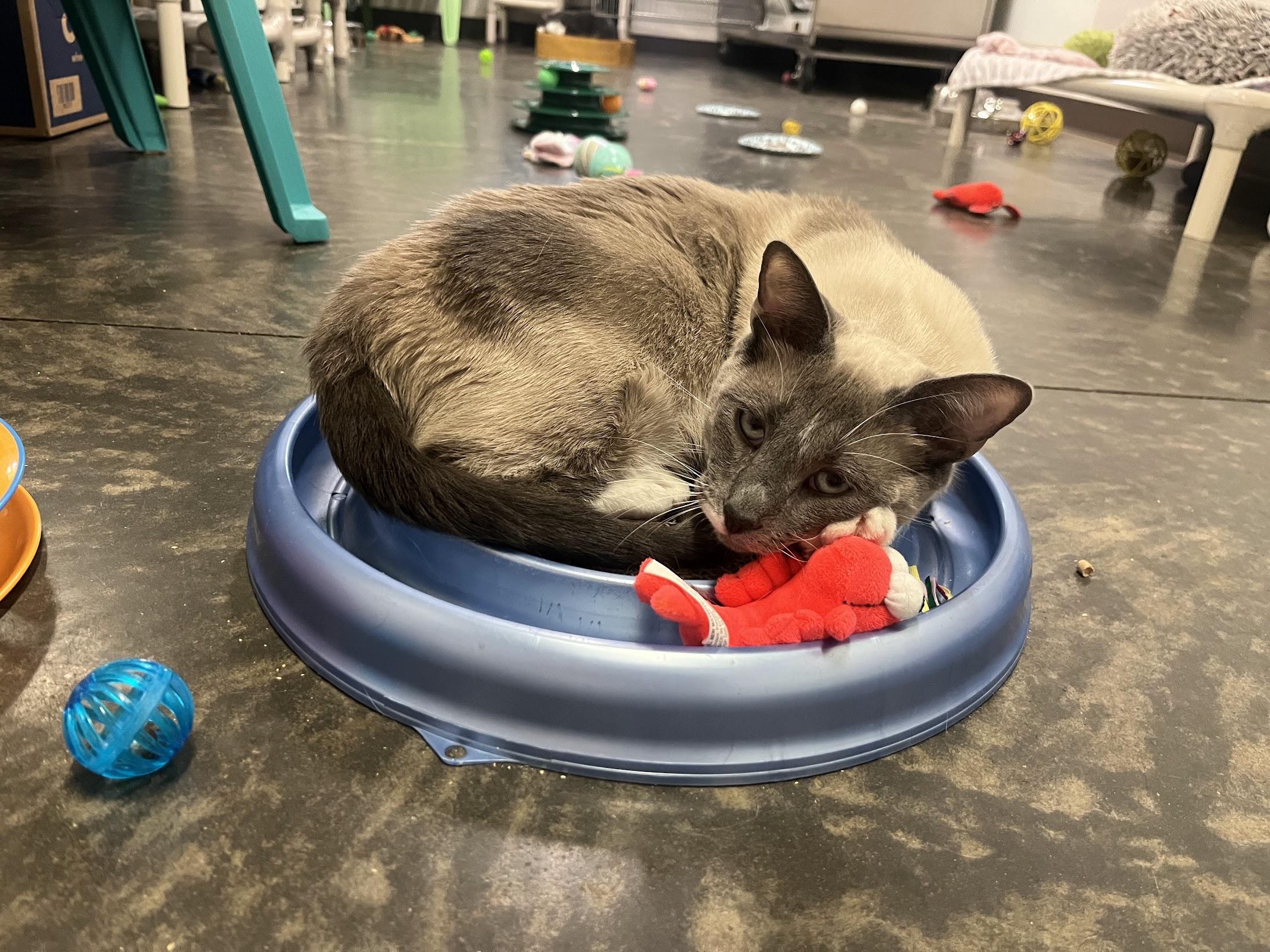 Chuckles thumbnail 6