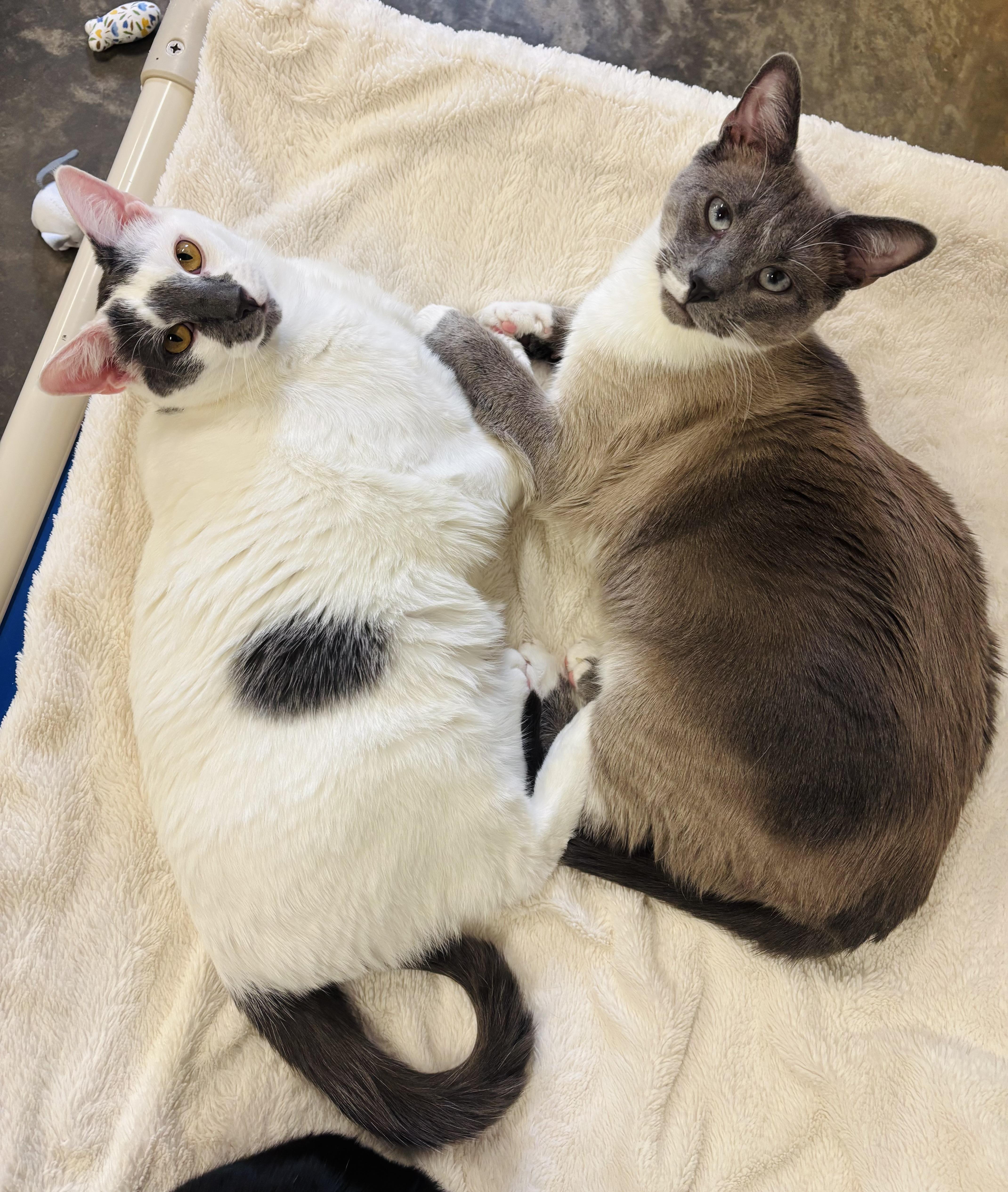 Enlarge Chuckles, a Adoptable mixed breed in Salisbury, NC image 6/6