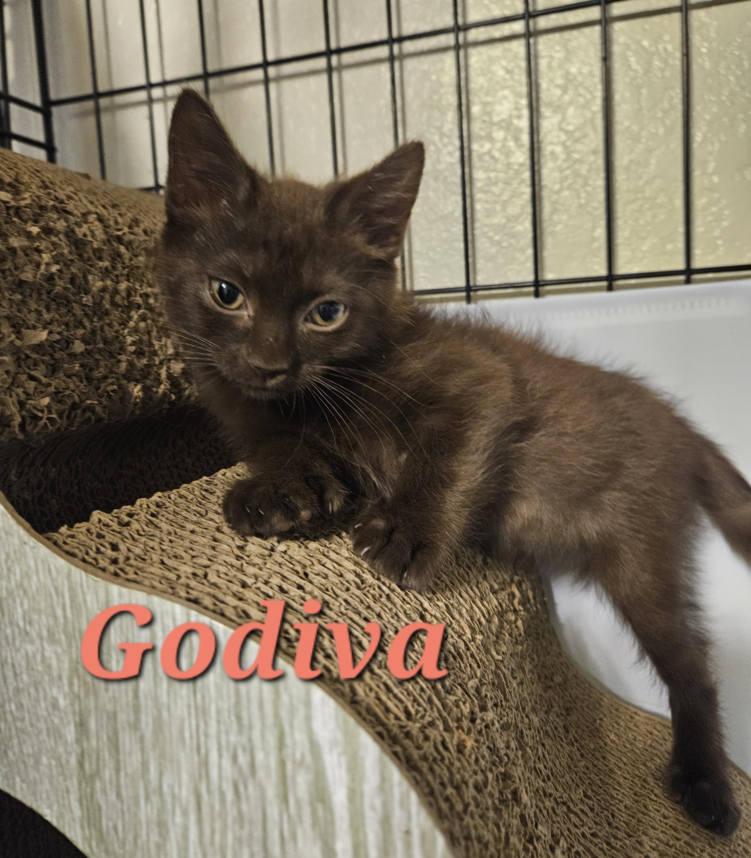 Godiva and Hershey, an adoptable Havana, Domestic Medium Hair in Orlando, FL, 32812 | Photo Image 2