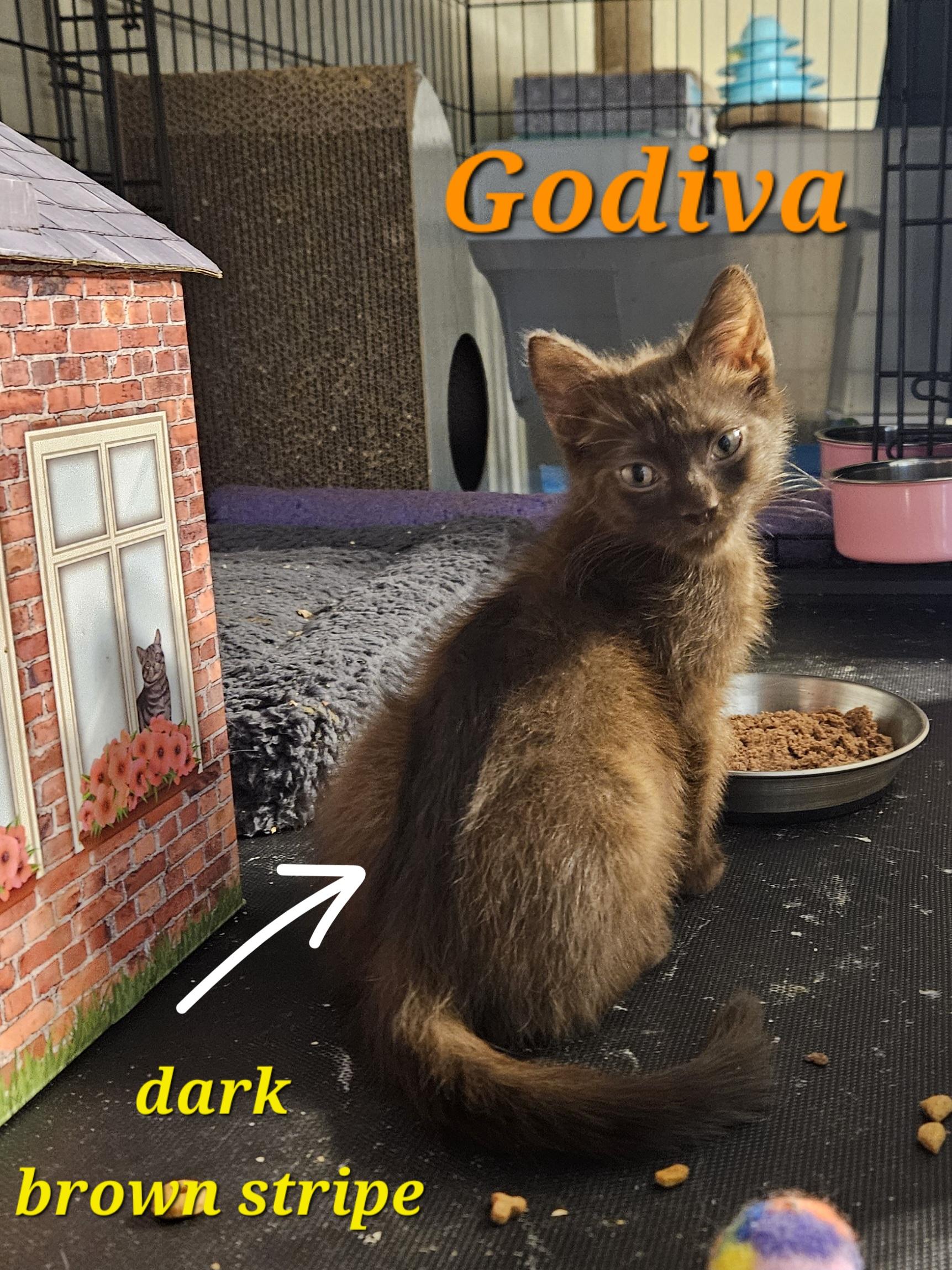 Godiva and Hershey, an adoptable Havana, Domestic Medium Hair in Orlando, FL, 32812 | Photo Image 3