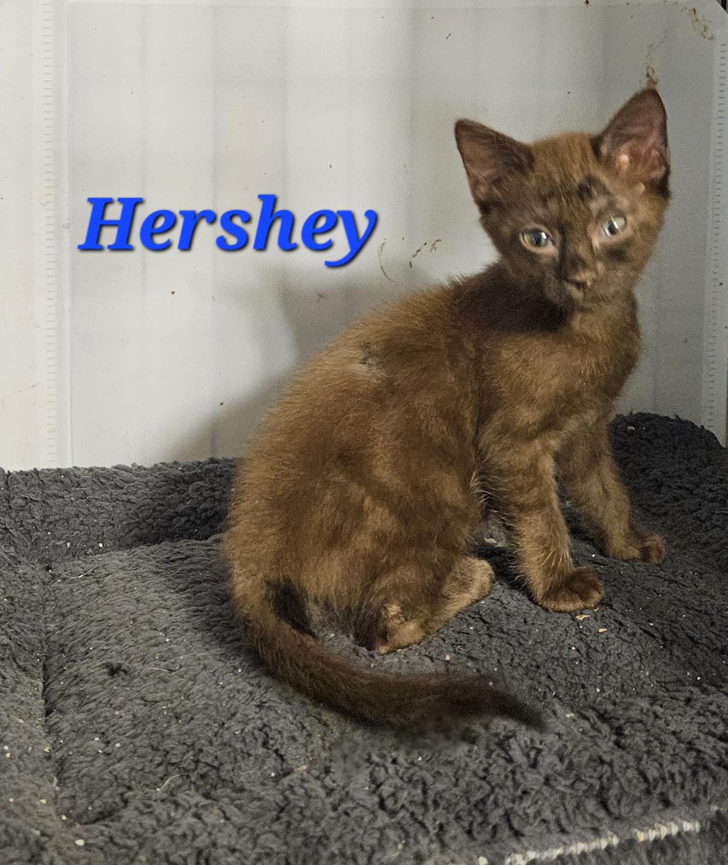 Godiva and Hershey, an adoptable Havana, Domestic Medium Hair in Orlando, FL, 32812 | Photo Image 4