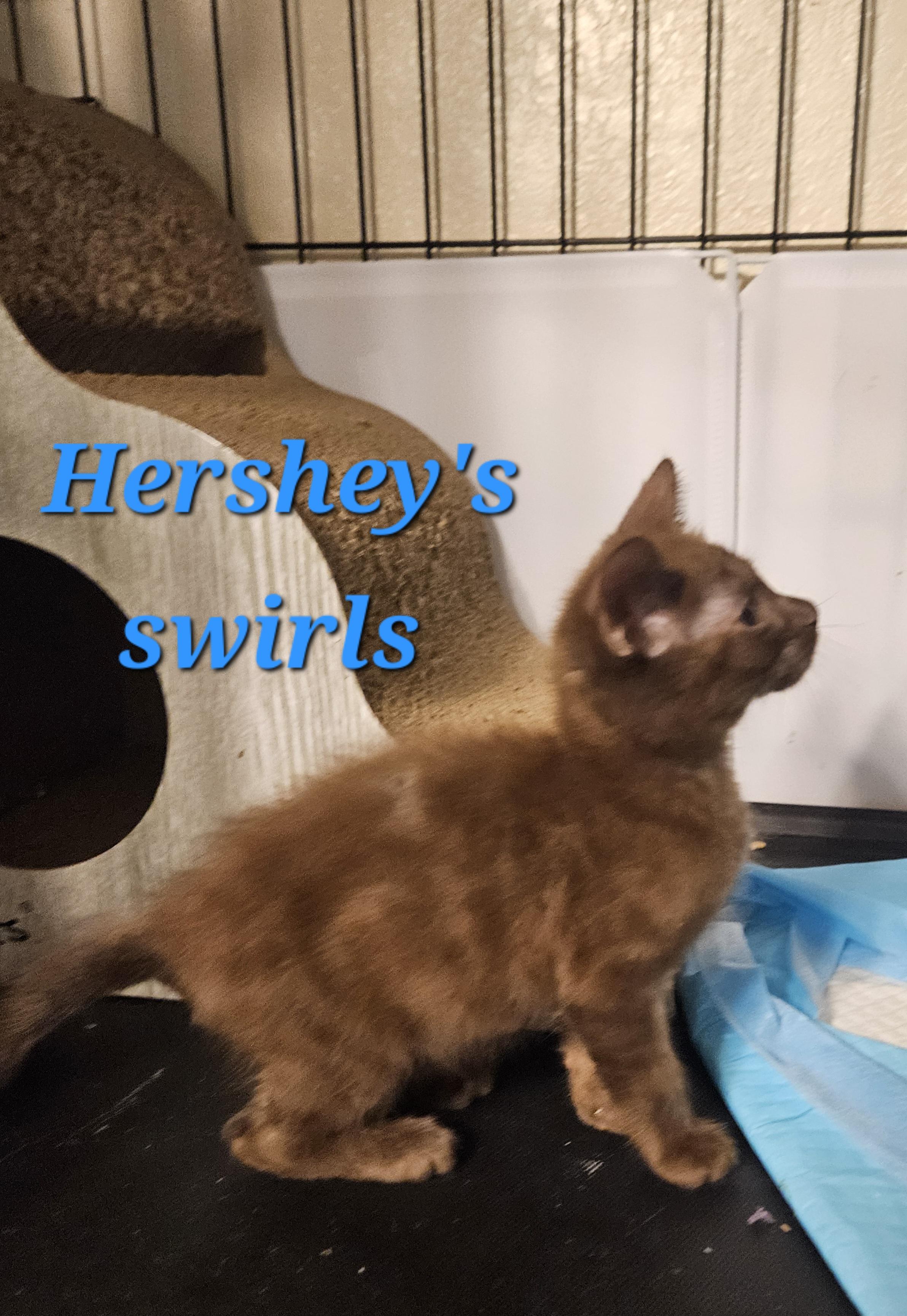 Godiva and Hershey, an adoptable Havana, Domestic Medium Hair in Orlando, FL, 32812 | Photo Image 5