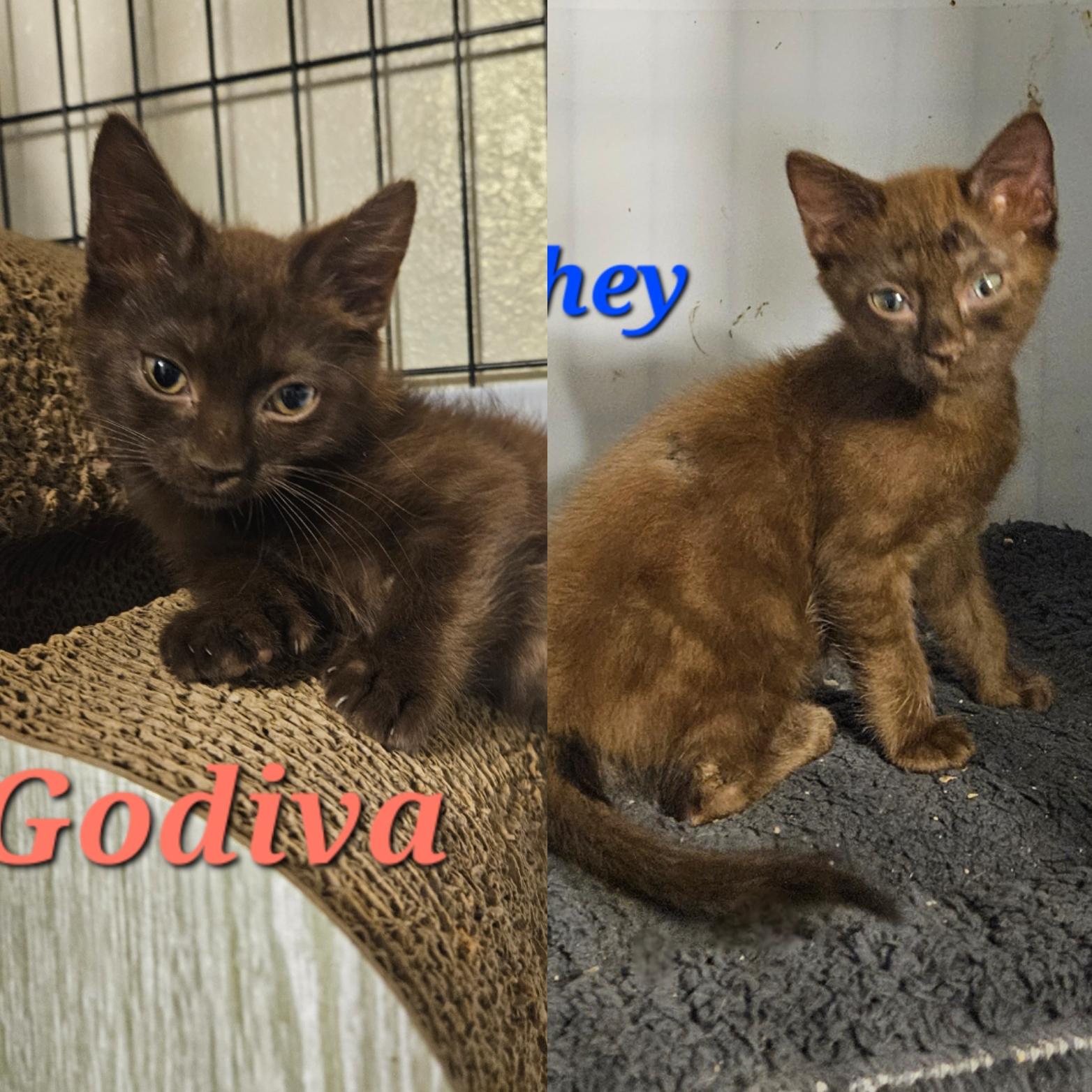 Godiva and Hershey, an adoptable Havana, Domestic Medium Hair in Orlando, FL, 32812 | Photo Image 1
