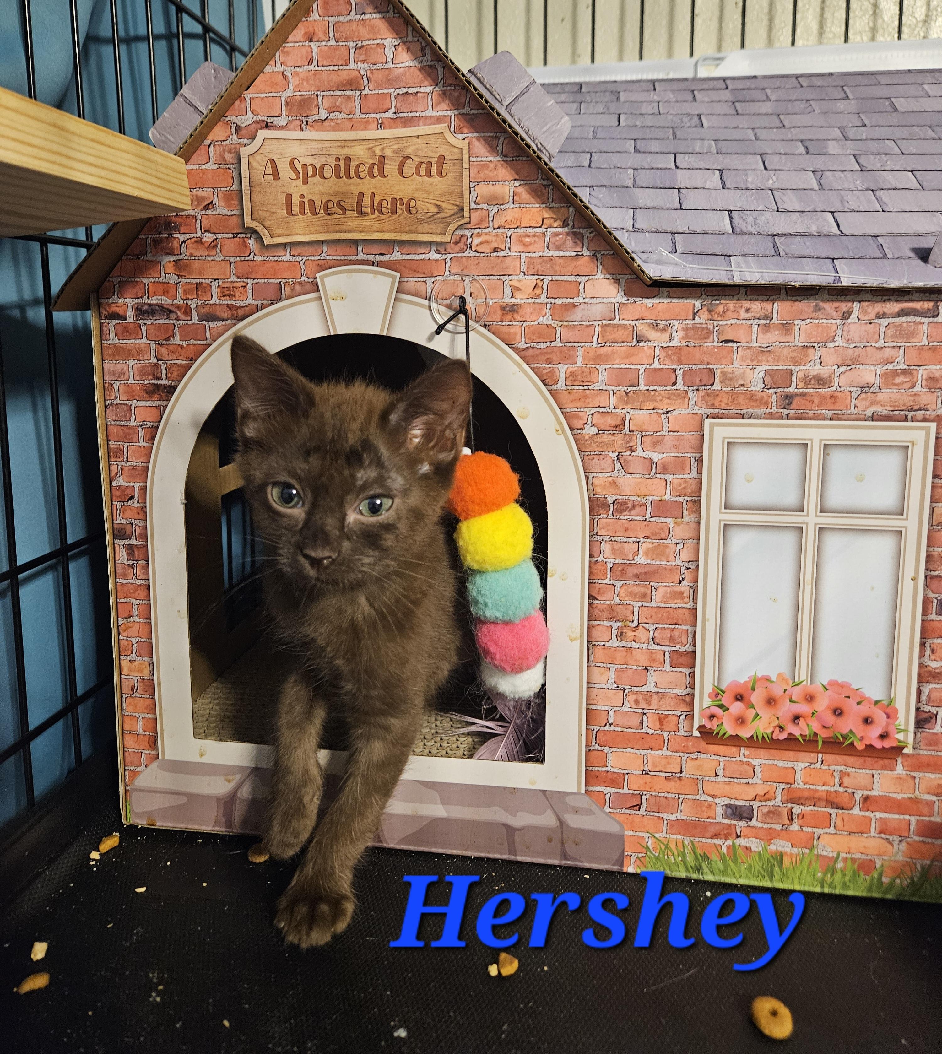Godiva and Hershey, an adoptable Havana, Domestic Medium Hair in Orlando, FL, 32812 | Photo Image 6