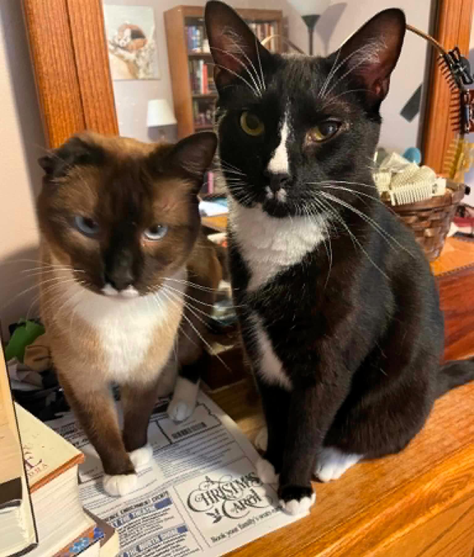Queenie and Bubba, a ADOPTABLE Siamese in Wayland, MA image 4/5