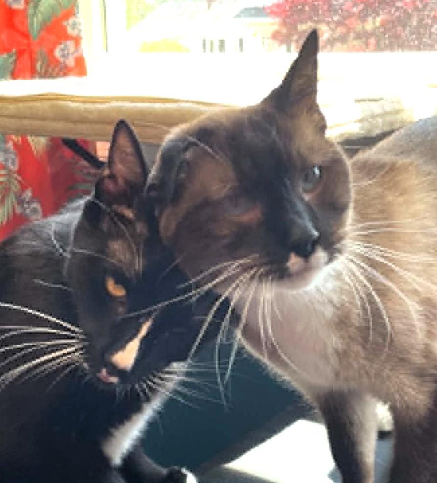 Queenie and Bubba, a ADOPTABLE Siamese in Wayland, MA image 1/5