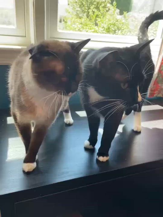 Enlarge Queenie and Bubba, a ADOPTABLE Siamese in Wayland, MA video 5/5