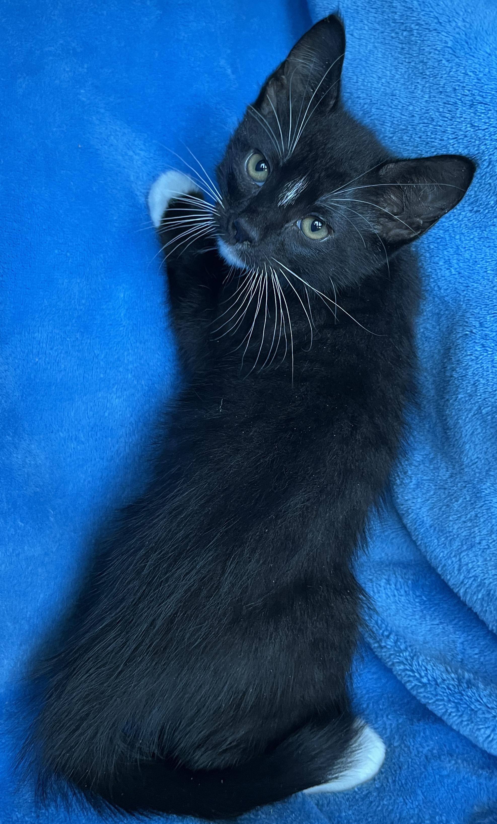 Enlarge Rufio, a Adoptable Tuxedo in Tigard, OR image 2/2