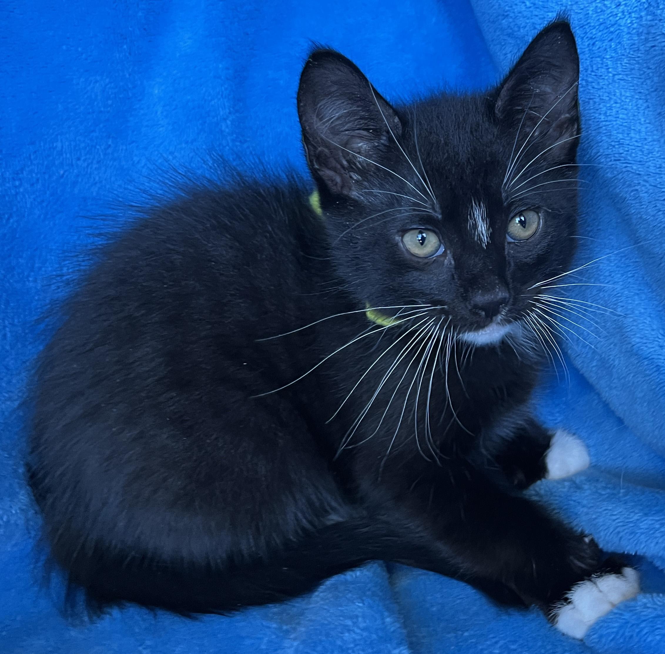 Enlarge Rufio, a Adoptable Tuxedo in Tigard, OR image 1/2