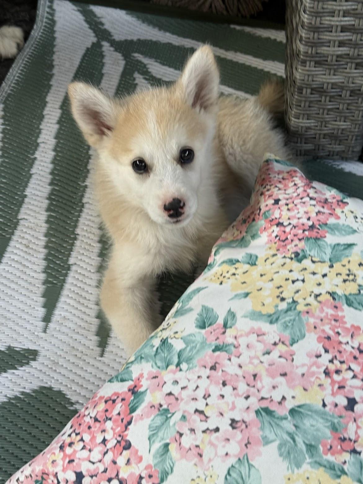 Enlarge Wynter, a ADOPTABLE mixed breed in Port Colborne , ON image 6/6