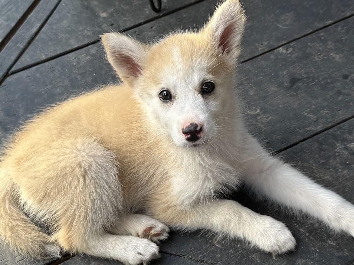 Enlarge Wynter, a ADOPTABLE mixed breed in Port Colborne , ON image 1/6