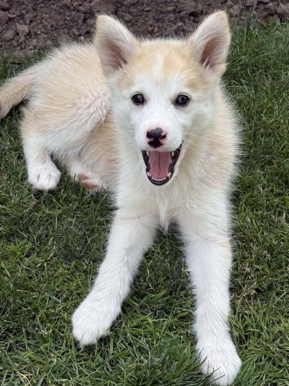 Enlarge Wynter, a ADOPTABLE mixed breed in Port Colborne , ON image 5/6
